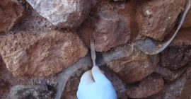 Restauración en muros del yacimiento de La Bastida
